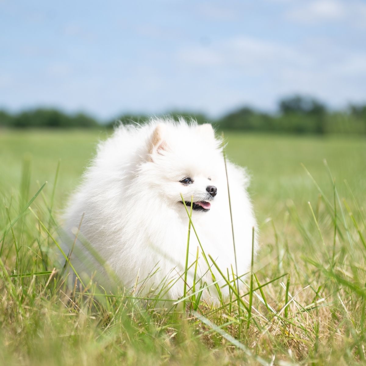 petit chien à poils longs après le toilettage