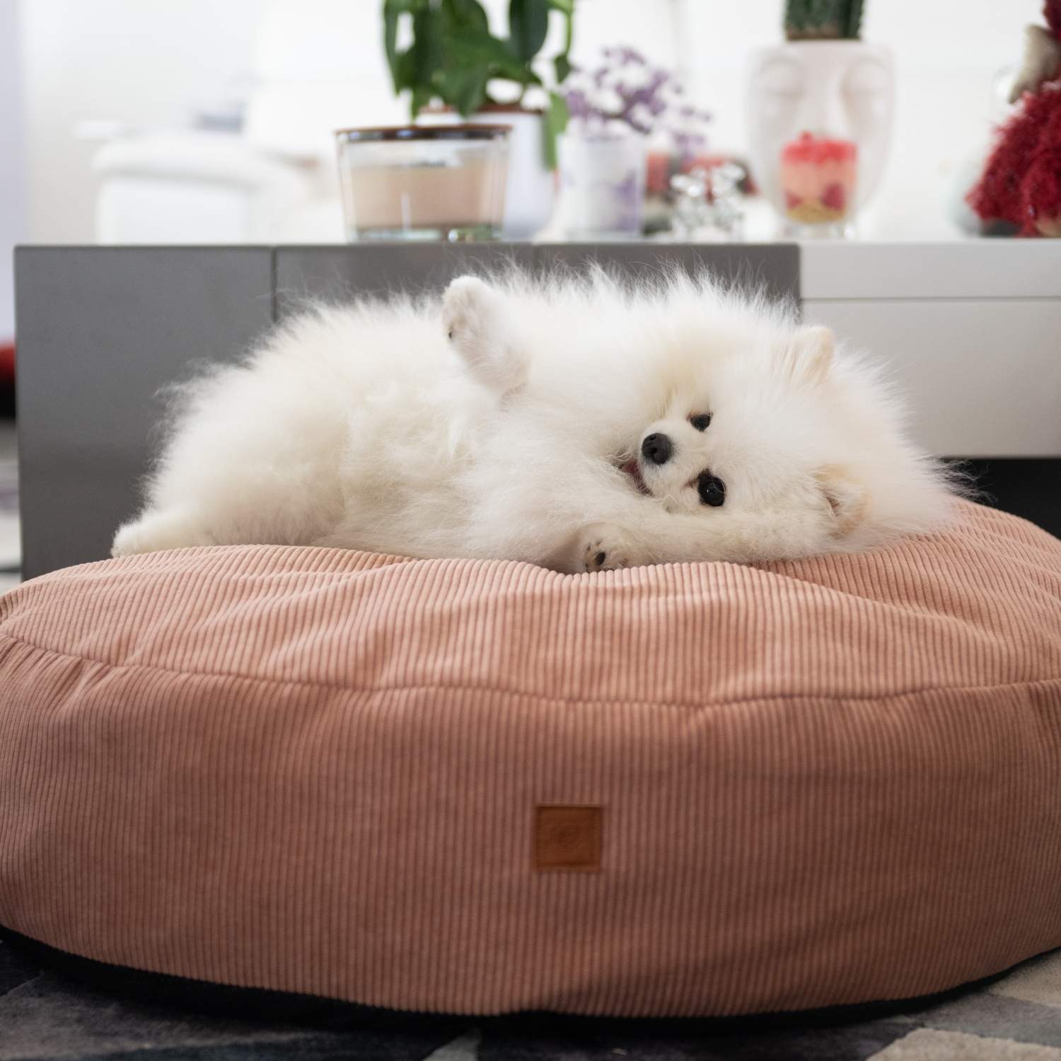 Titou notre chien qui est heureux et qui se roule sur son coussin