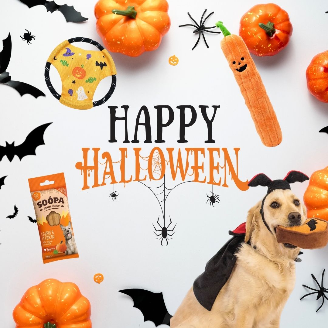 Déguisement pour chien Halloween & Accessoires Fun : idées, conseils et sécurité
