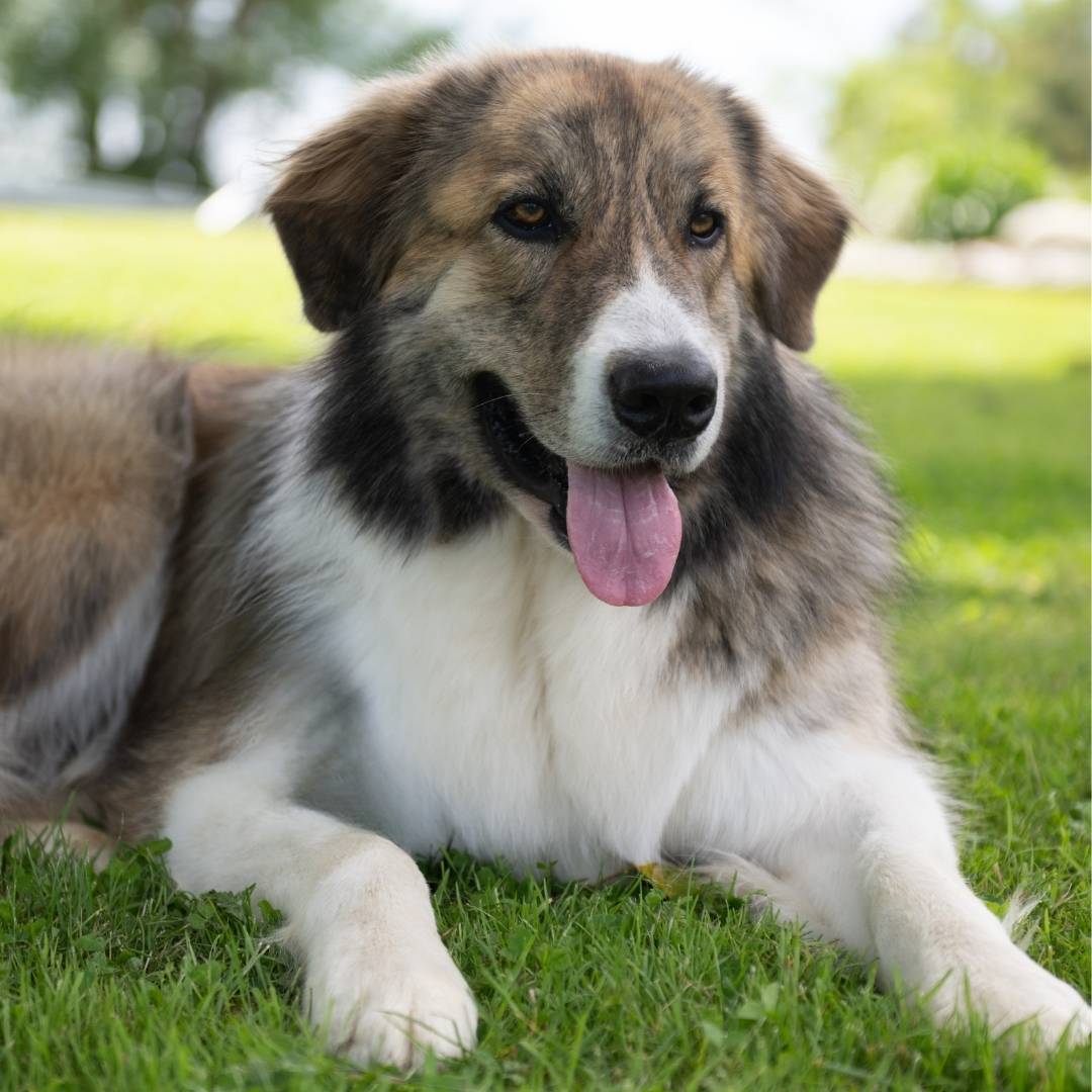 baume naturel pour protection coussinet chien été contre bitume chaud et sable brûlant