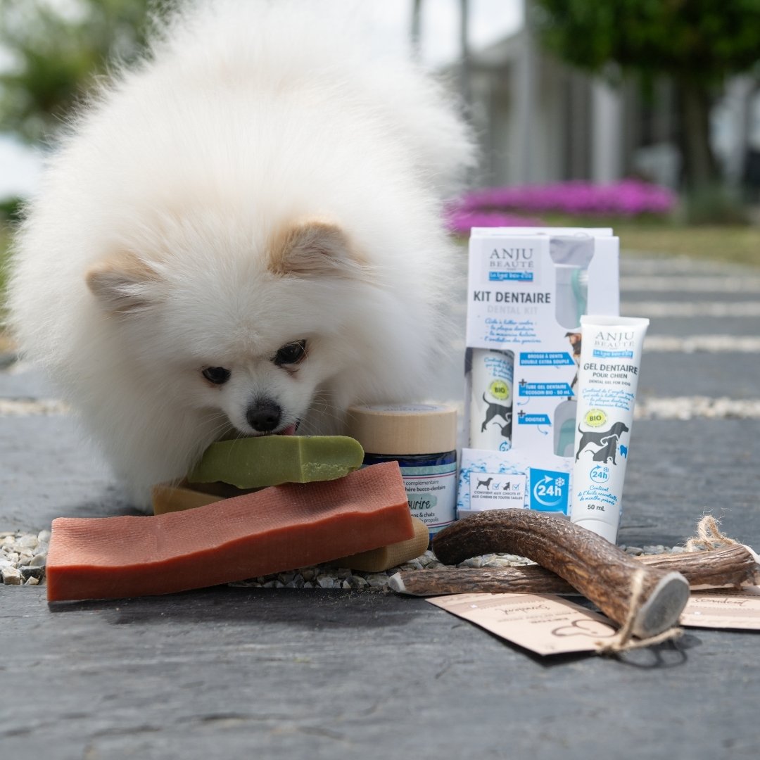 tartre dent chien – prévention, traitement et soins dentaires avec brossage, friandises et jouets à mâcher