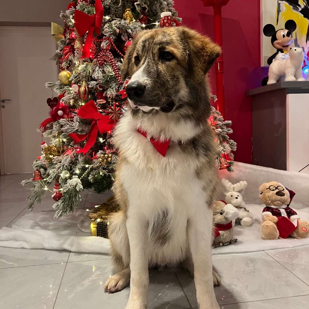 Chien qui attend son jouet de noel devant le sapin