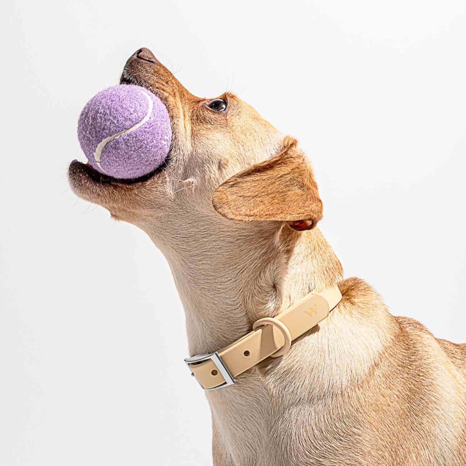 Chien jouant avec une balle de tennis adaptée