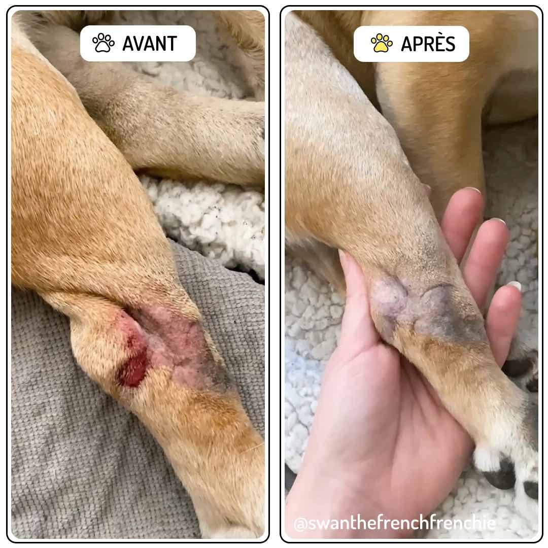 Baume cicatrisant chien appliqué sur une patte abîmée