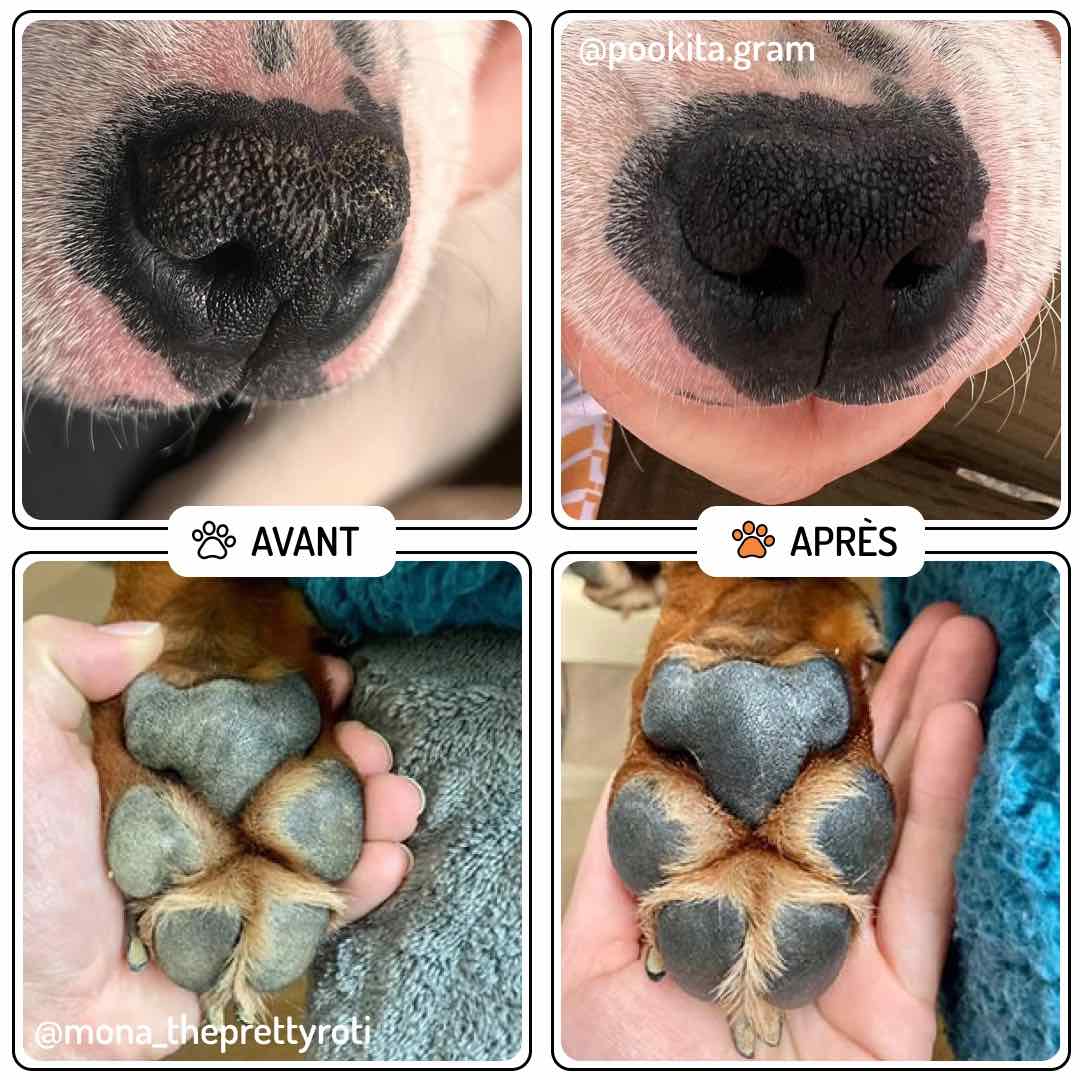 Baume pour truffe et coussinet chien à base d’ingrédients naturels