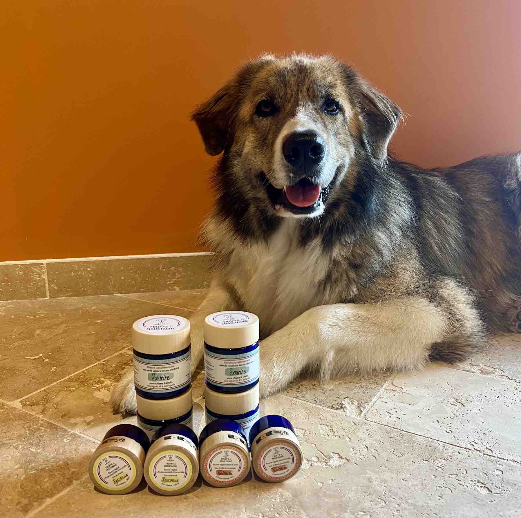 Baume pour truffe et coussinet chien présenté par Meyko