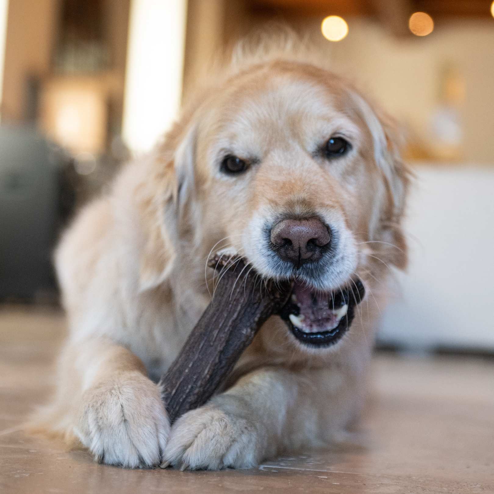 Chien Golden Retriever mâchant un bois de cerf entier pour chien