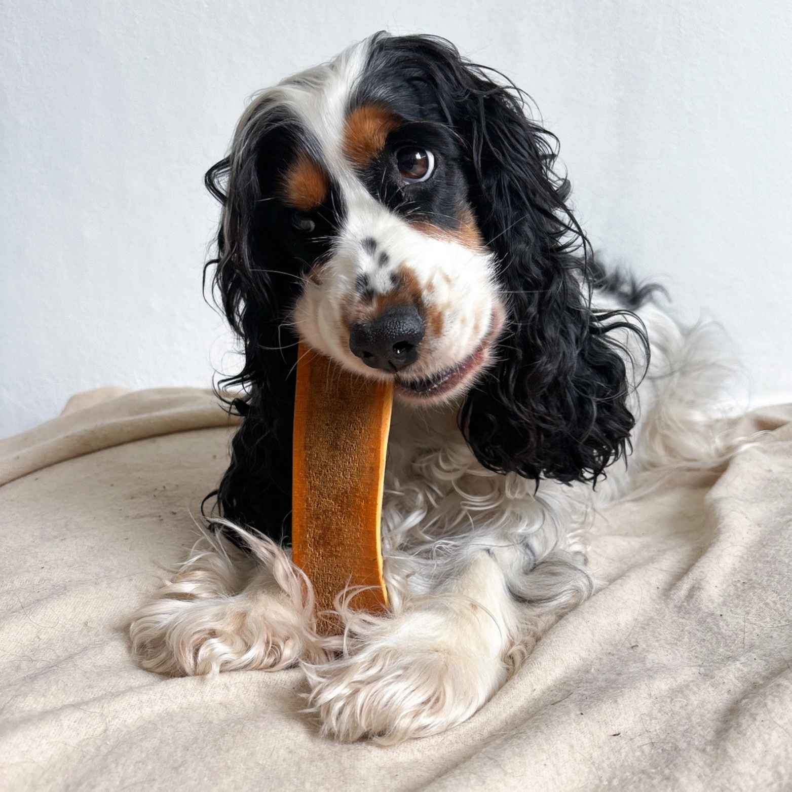 chien qui mastique un bois de cerf tranché fumé saveur jambon