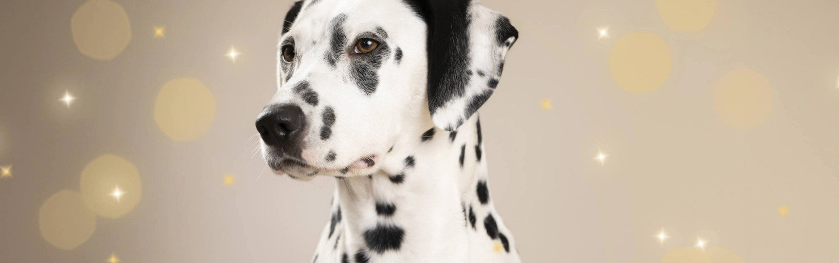 Un joli Dalmatien avec des jouets de Noël pour chien