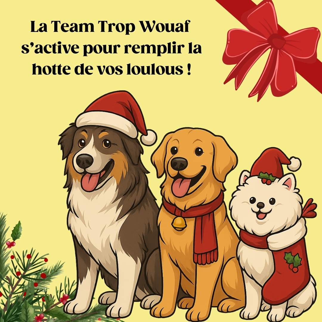 Les 3 chiens de la Team Trop Wouaf qui s'activent pour Noël