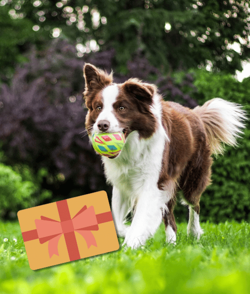 Carte cadeau Trop Wouaf