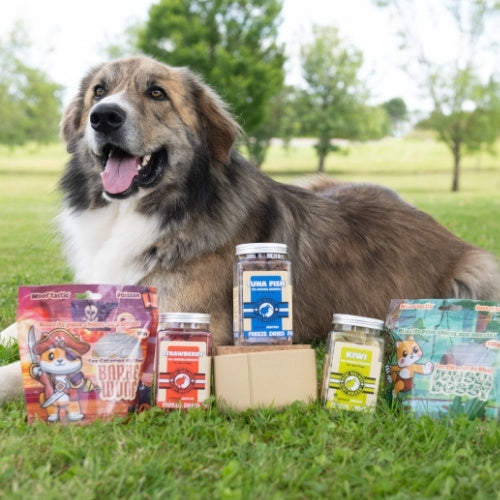 golden retriever et chien patou croisé border avec friandises pour chien pas cher en extérieur