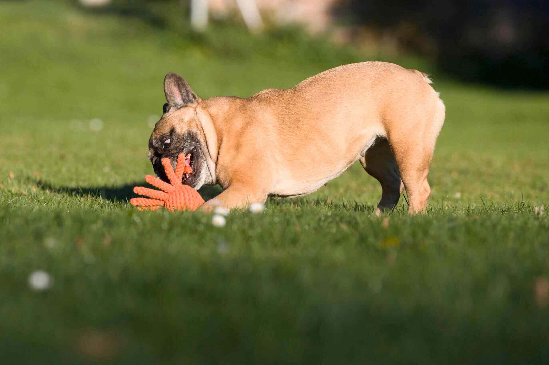 Chien qui joue avec un jouet chien pieuvre Laboni résistant