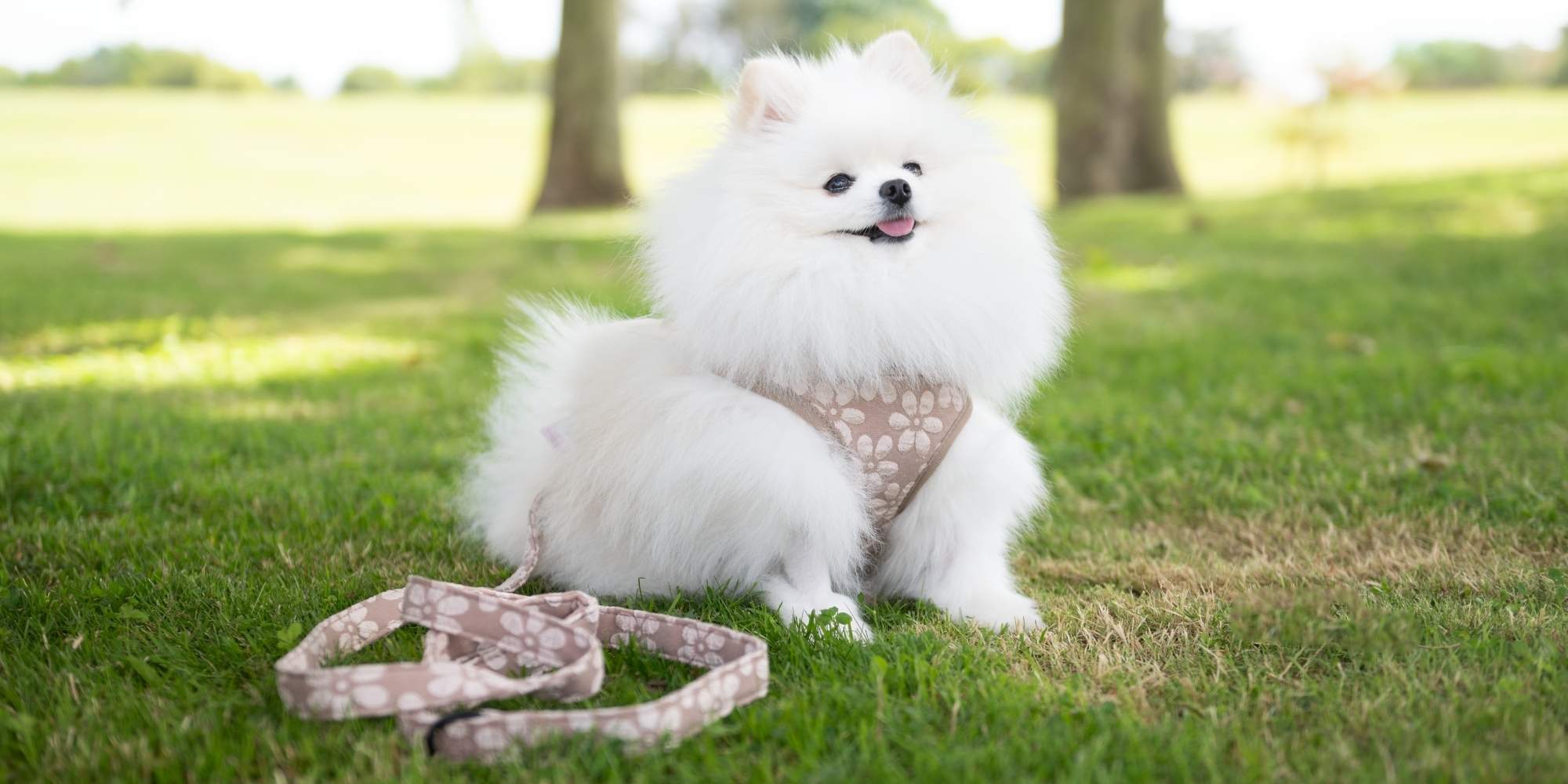 Chien Spitz avec le harnais pour chien fleuri Cocopup London