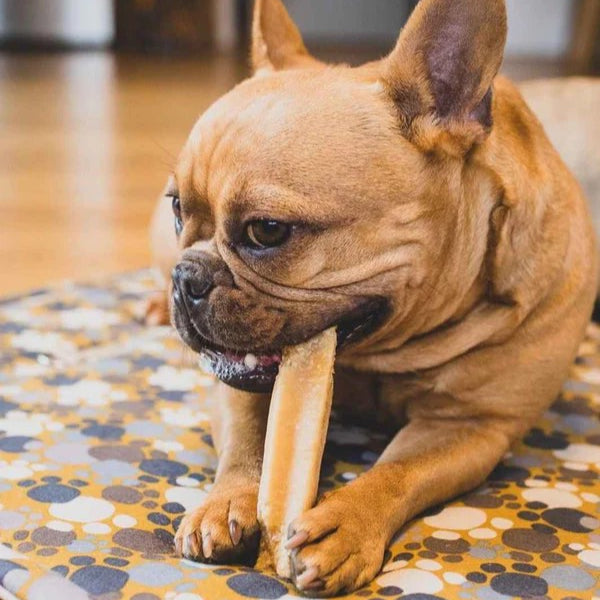 Chien qui joue à mastiquer un fromage de yak Truffe Délice