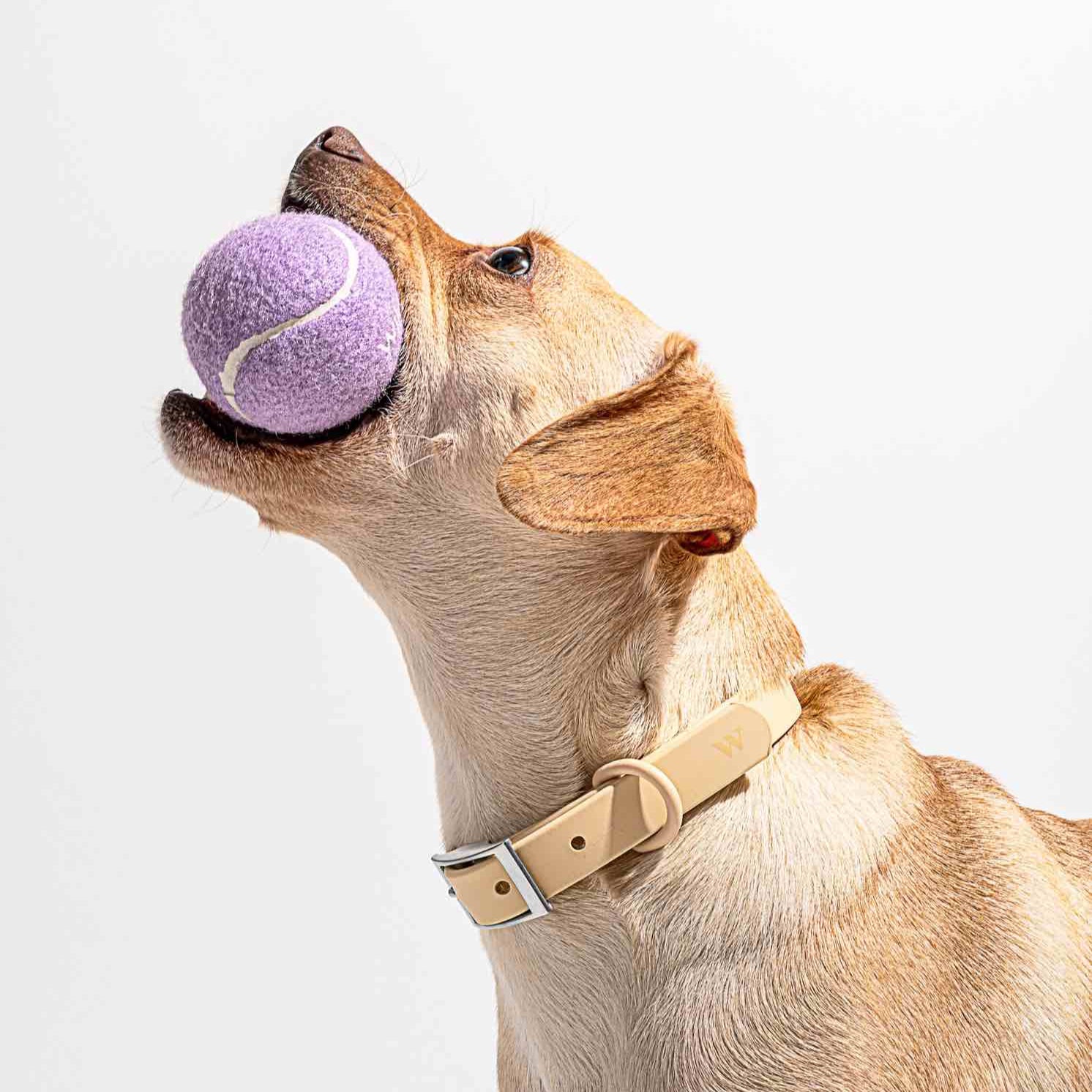Balle pour chien de la marque Wild One