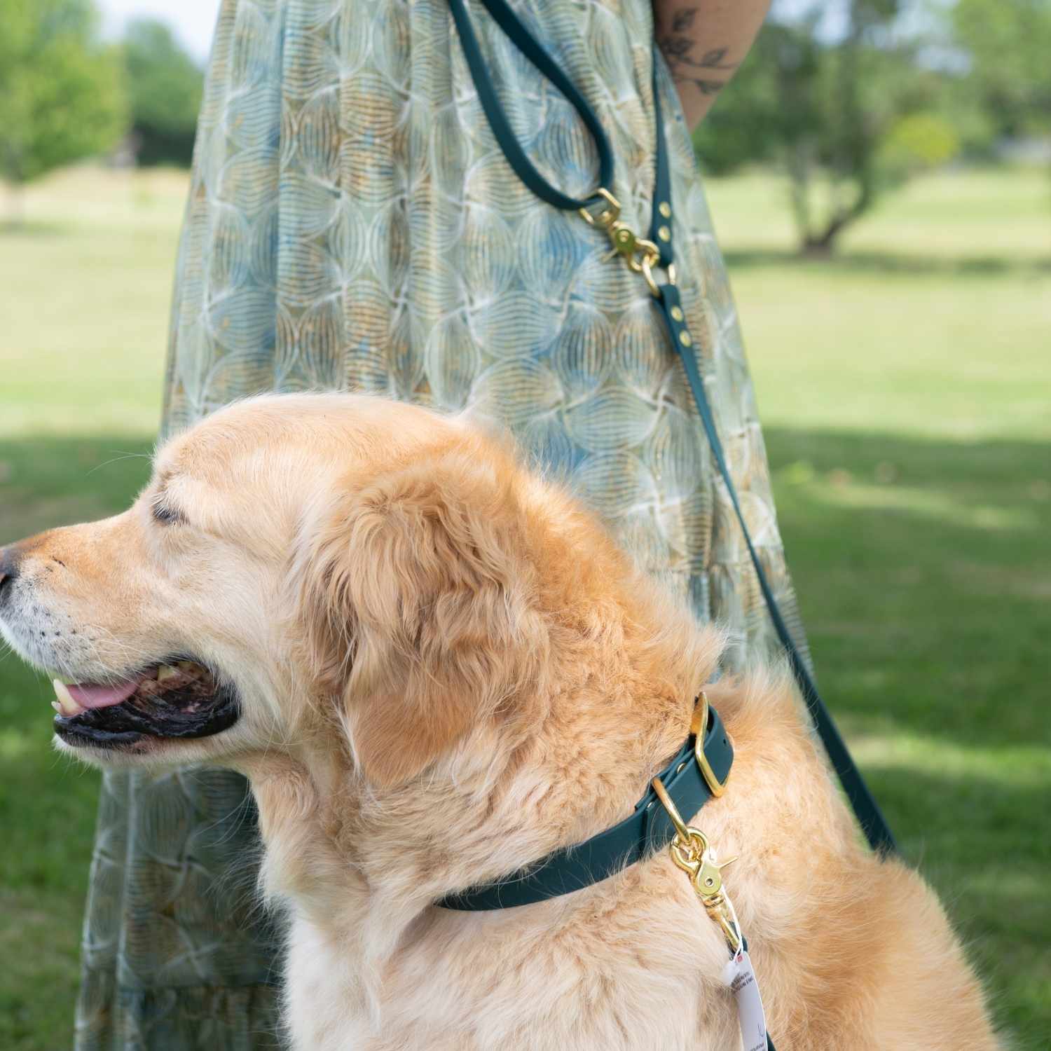 Golden avec laisse et collier chien biothane couleur émeraude