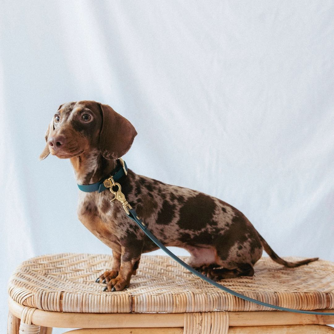 Collier chien biothane couleur émeraude porté par un Teckel