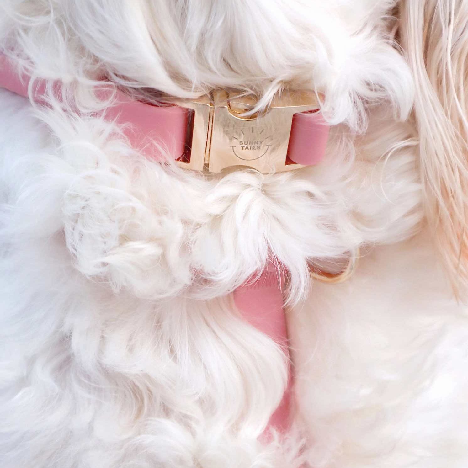 collier chien rose imperméable porté par un chien
