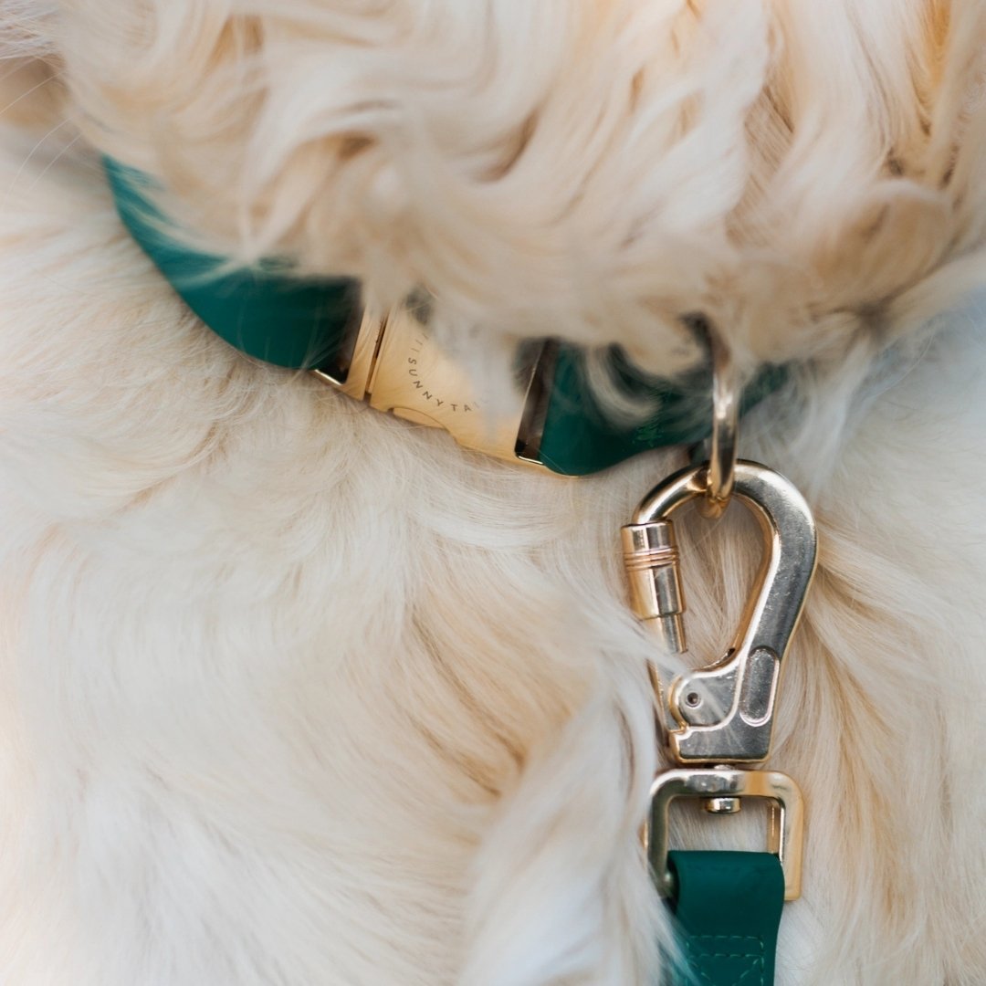 Collier vert pour chien avec boucle dorée Sunny Tails