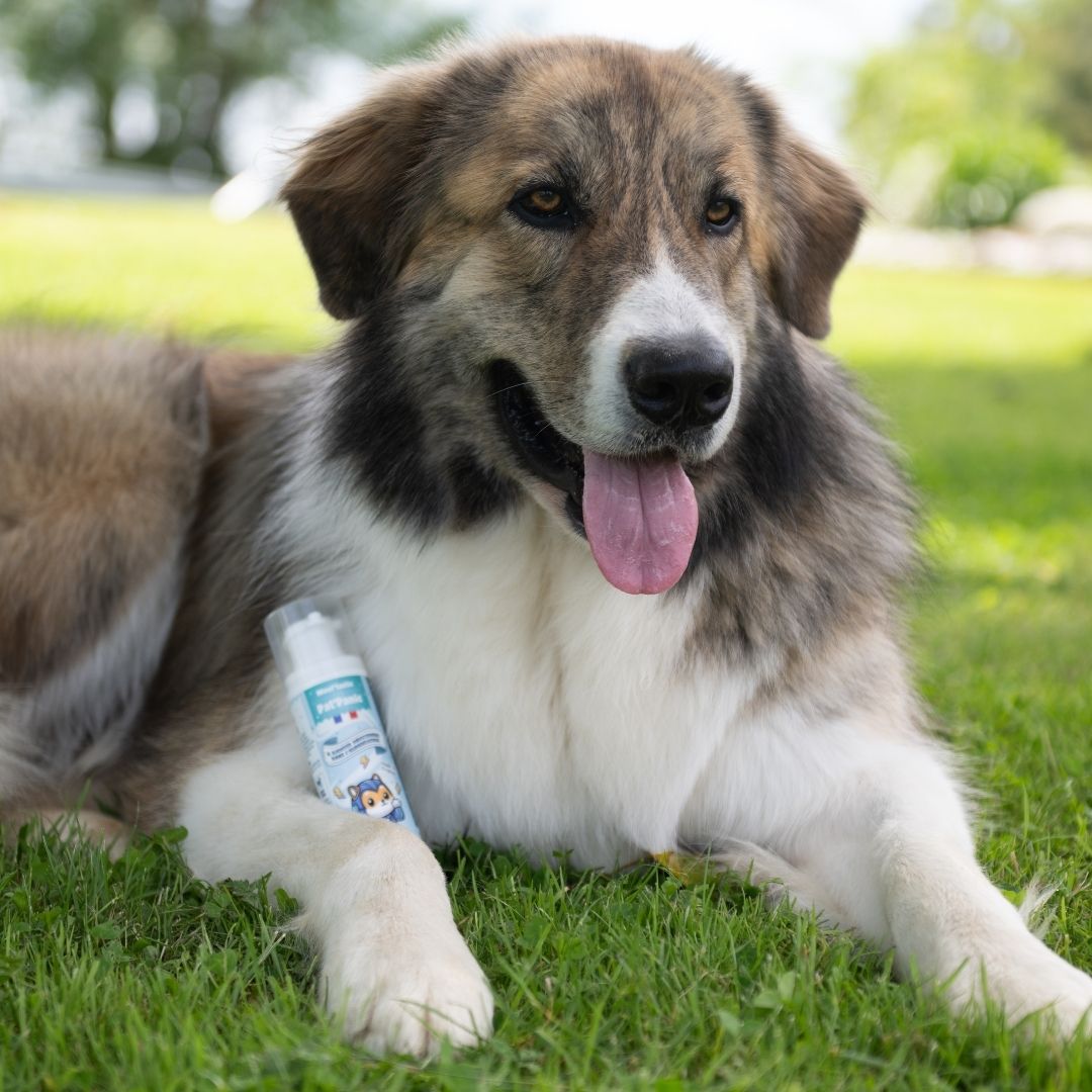 complément anti-stress pour chien – apaisement naturel et bien-être