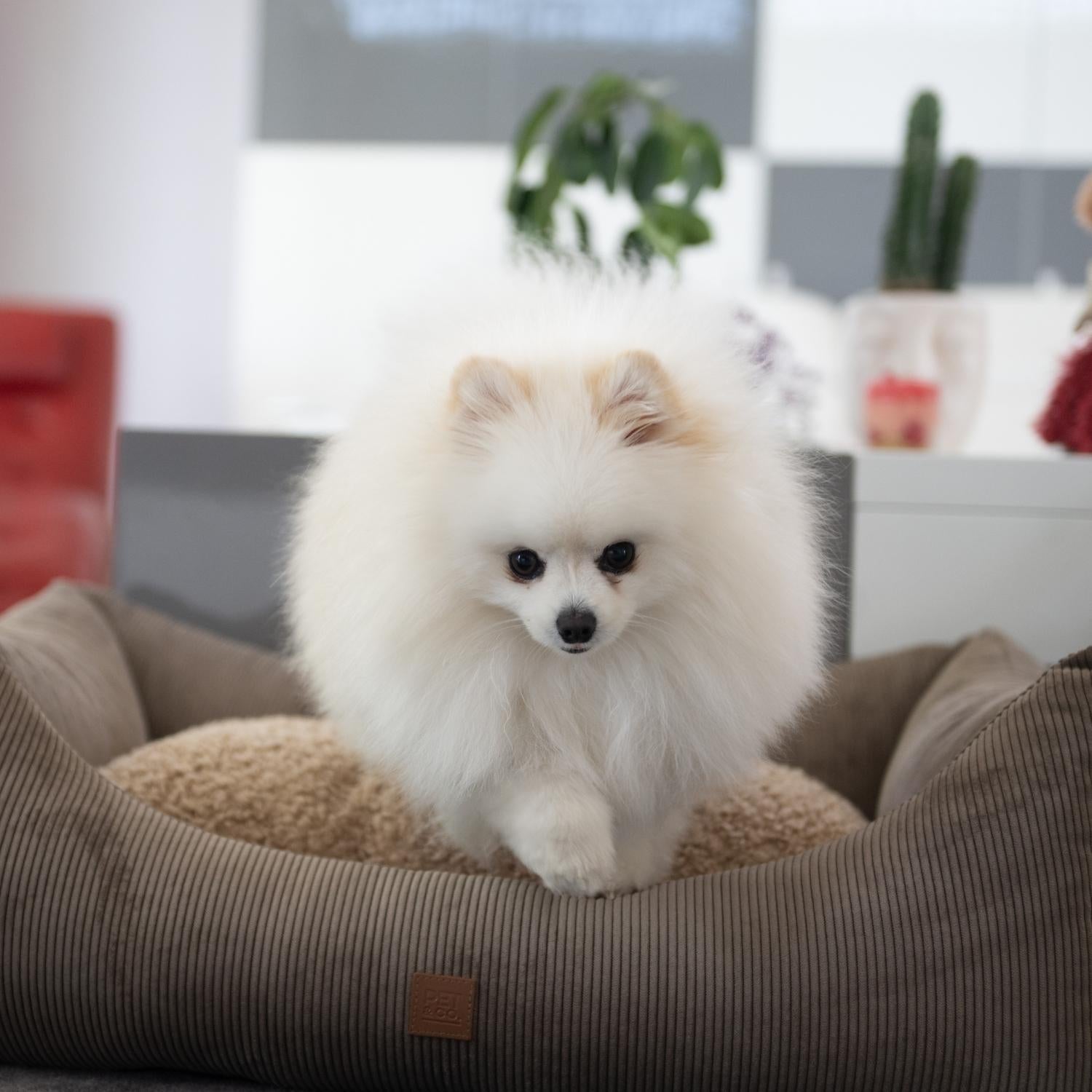 Comment choisir le meilleur couchage pour chien