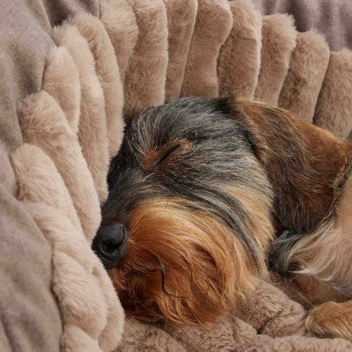 Couchage confortable pour chien moelleux