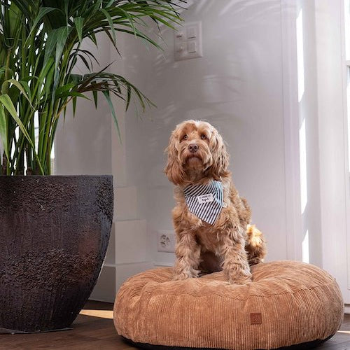 Coussin respirant et lavable pour chien, design moderne