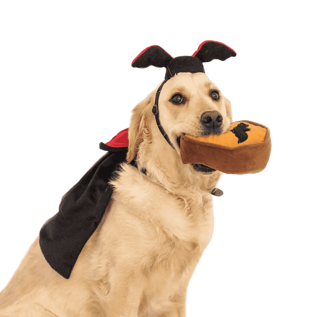 déguisement pour chien Halloween ZippyPaws Dracula Costume Kit