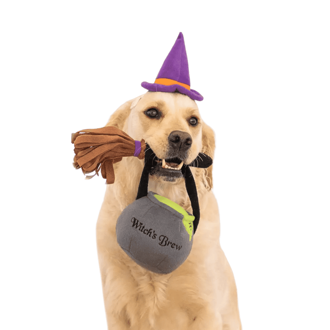 déguisement pour chien Halloween ZippyPaws Witch Costume Kit
