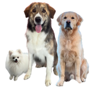 La team de testeurs chien Trop Wouaf
