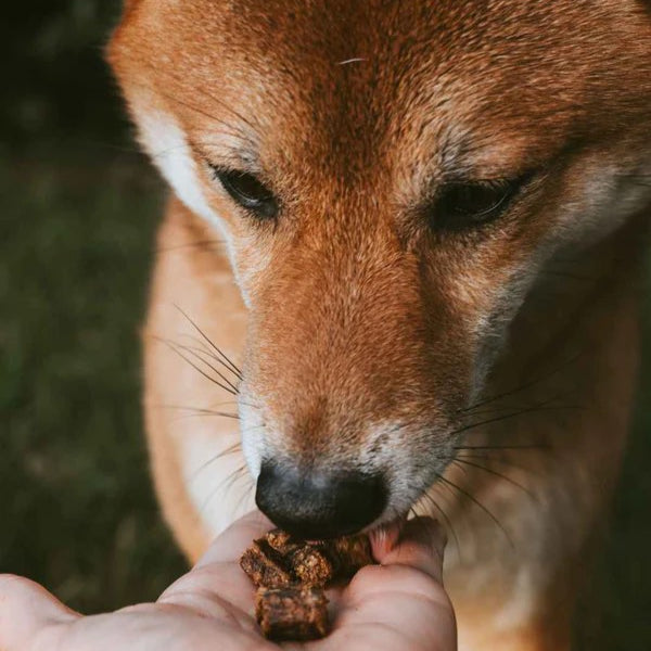 Récompense moelleuse pour chien, idéale pour l’éducation et l’entraînement