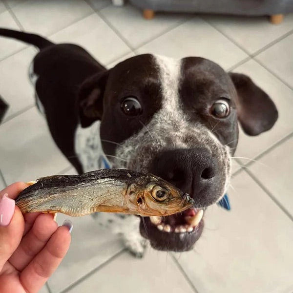 Sprats séchés pour chien, parfaits pour la peau, le pelage et la digestion