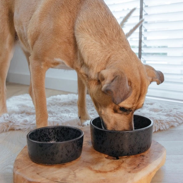 bol pour chien en céramique avec intérieur émaillé