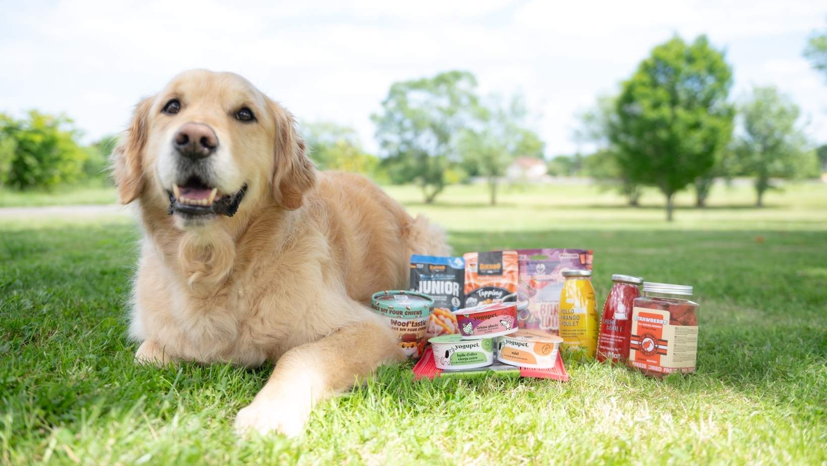 golden retriever avec friandises naturelles pour chien à prix réduit