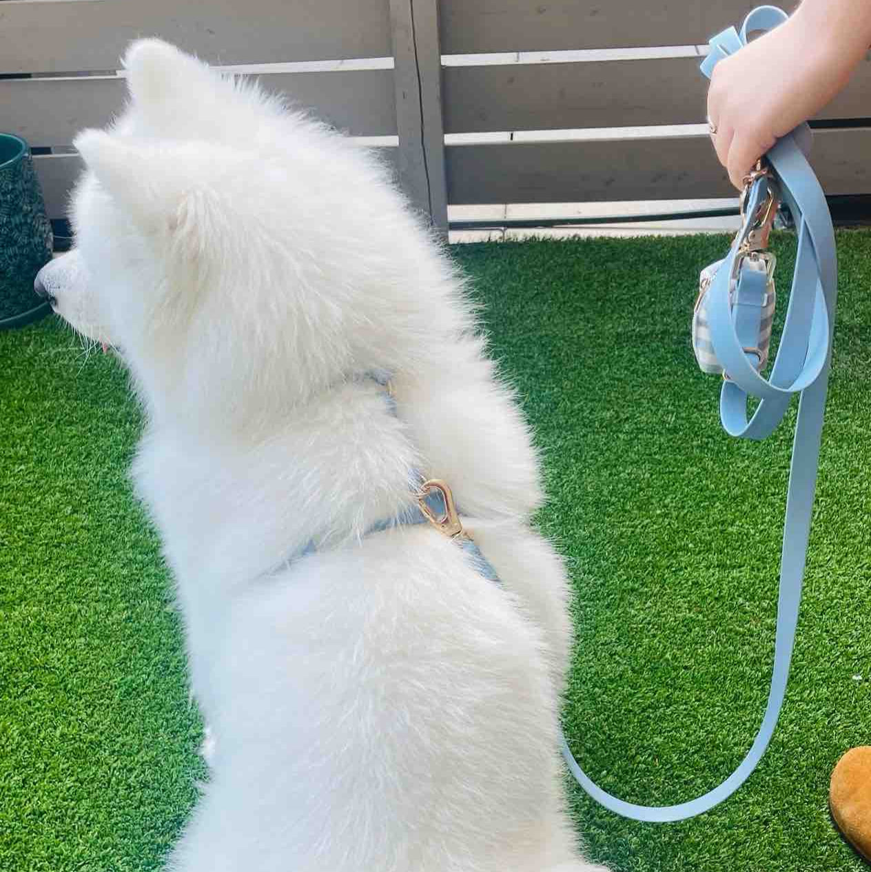 harnais pour chien bleu porté par un chien blanc