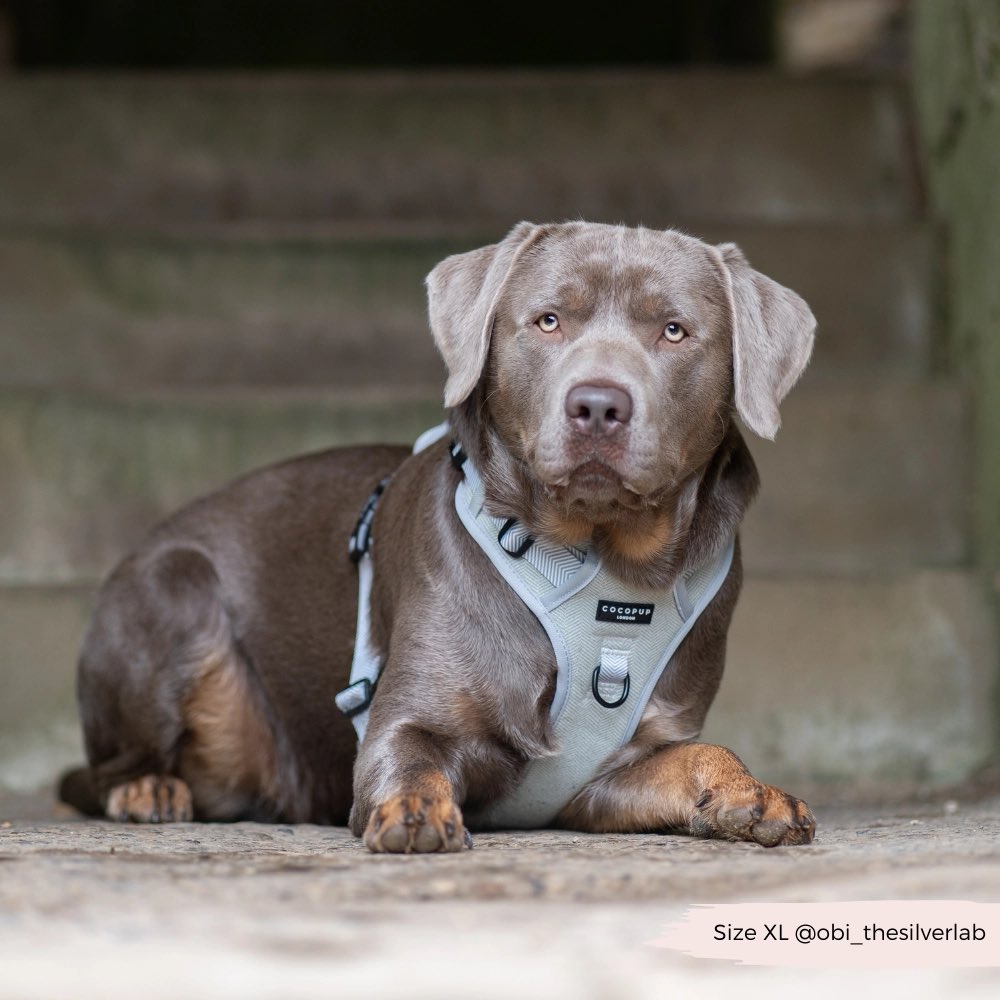 chien en harnais ajustable Explore pour grandes balades