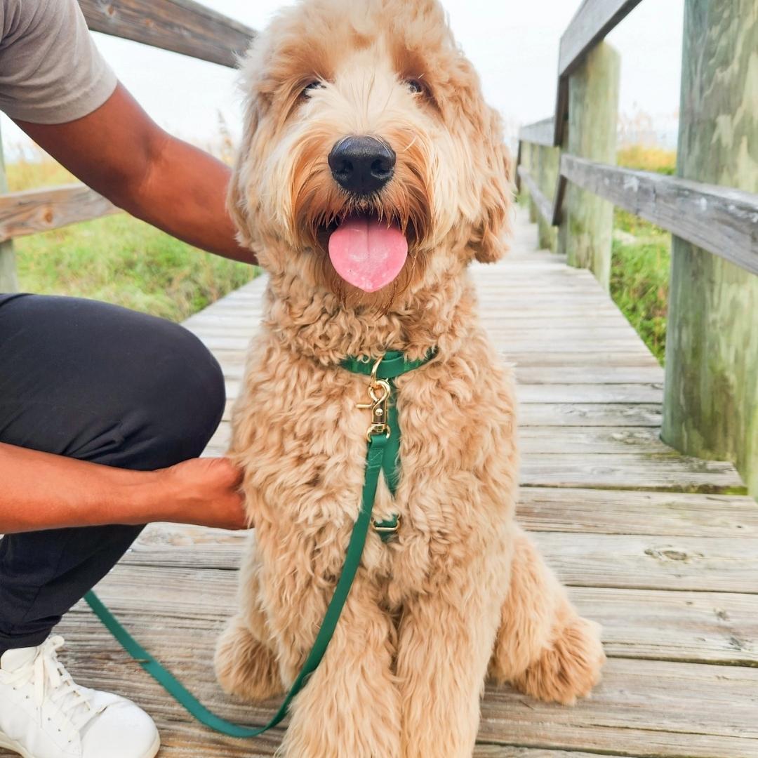 Harnais vert chic et confortable pour chien