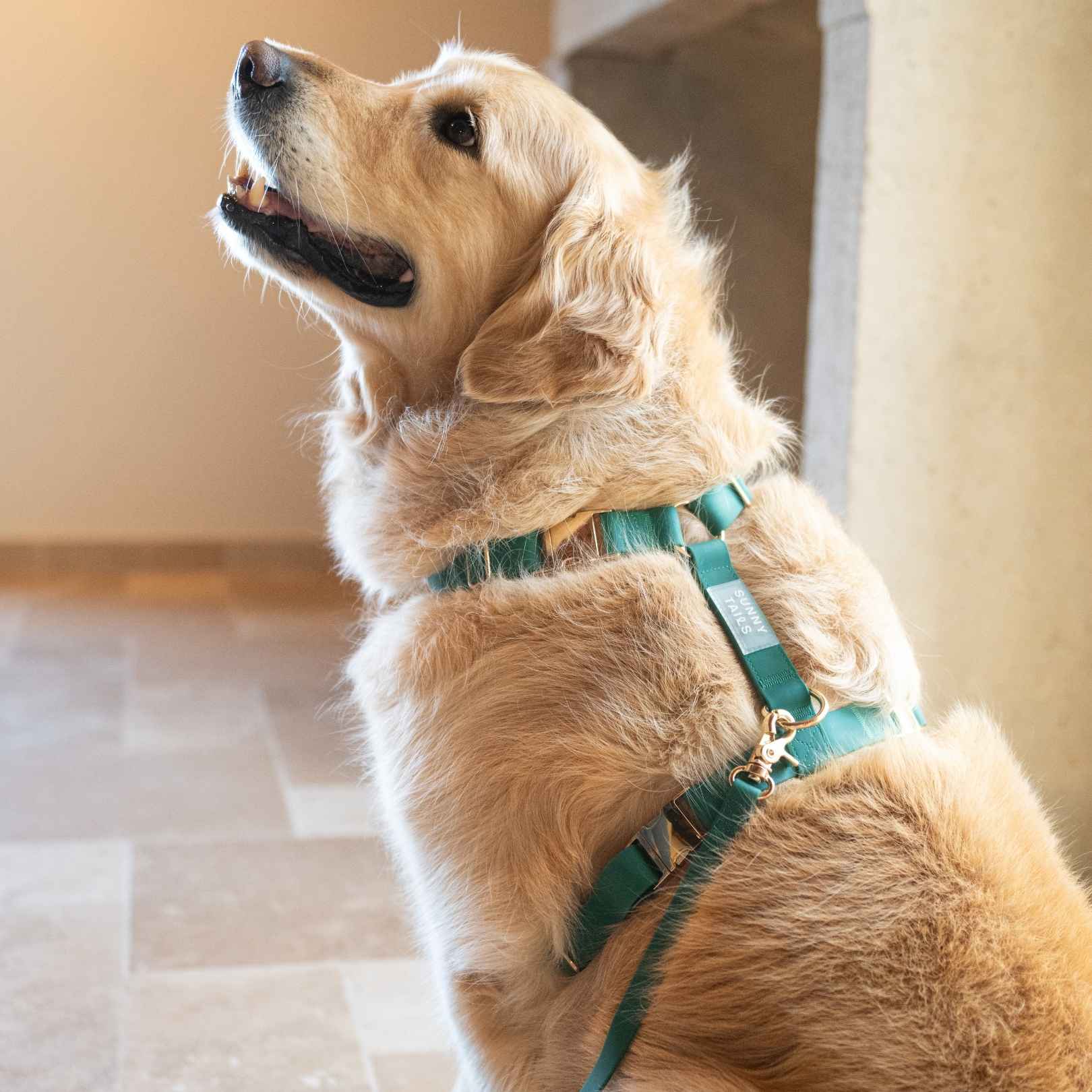 Chien Golden Retriever portant un harnais et une laisse vert de la marque Sunny Tails