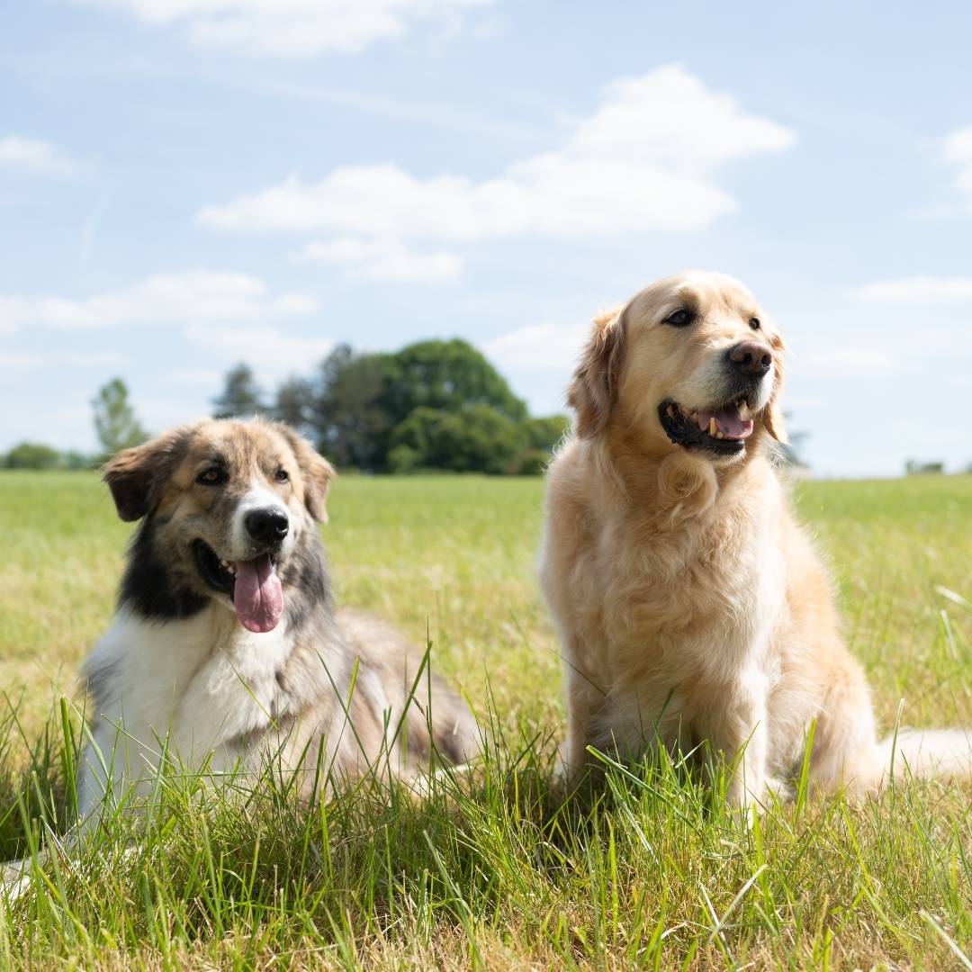 hygiène du chien – soins et bien-être au quotidien