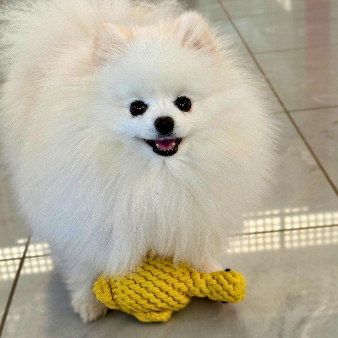 Titou notre Spitz avec son jouet canard chien Laboni