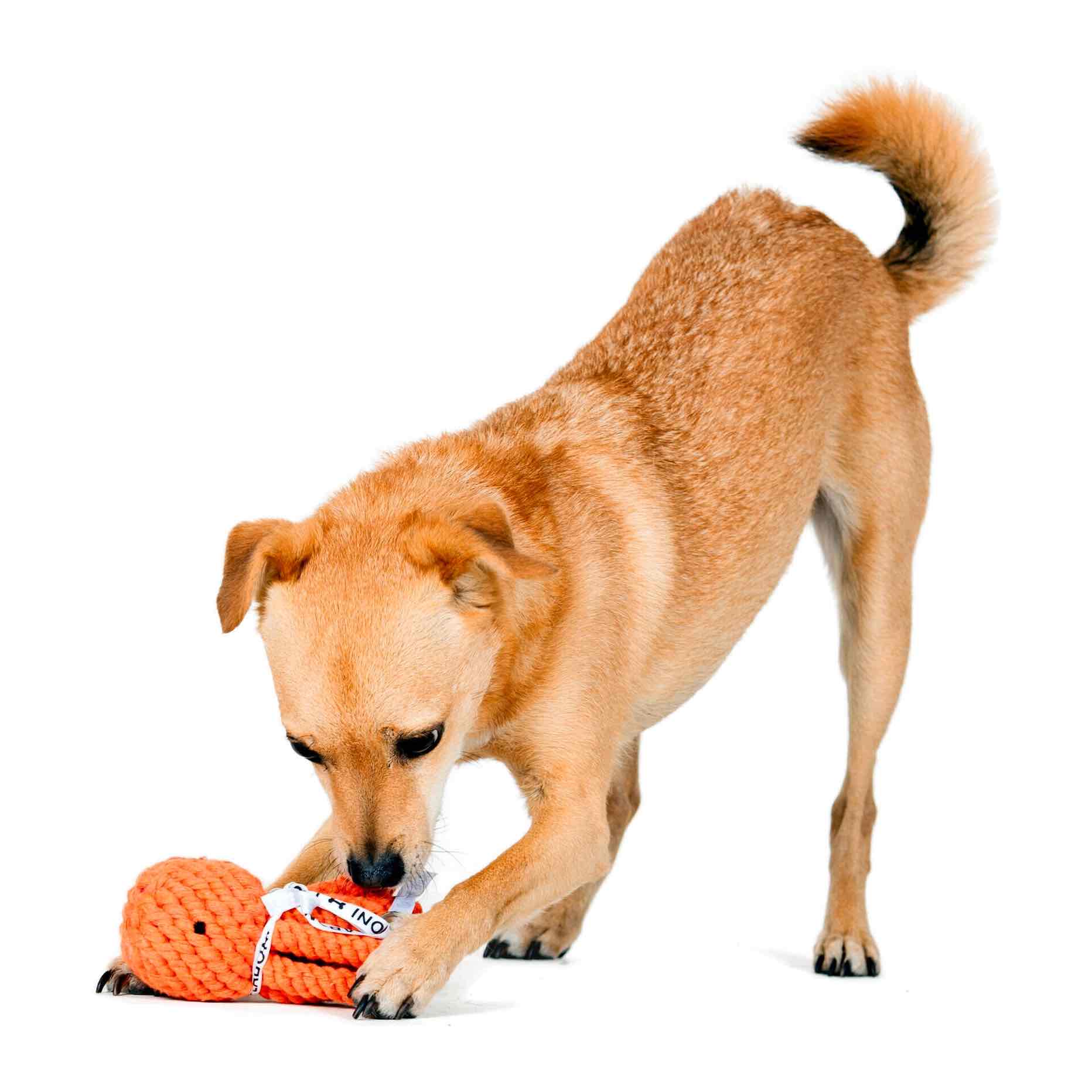 Thaddäus la Pieuvre Laboni – jouet chien pieuvre pour mâchouiller et jouer