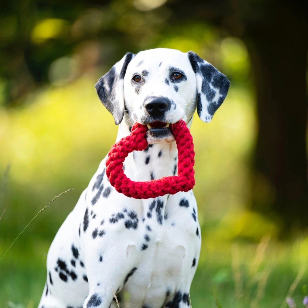 jouet chien en forme de cœur en corde nouée