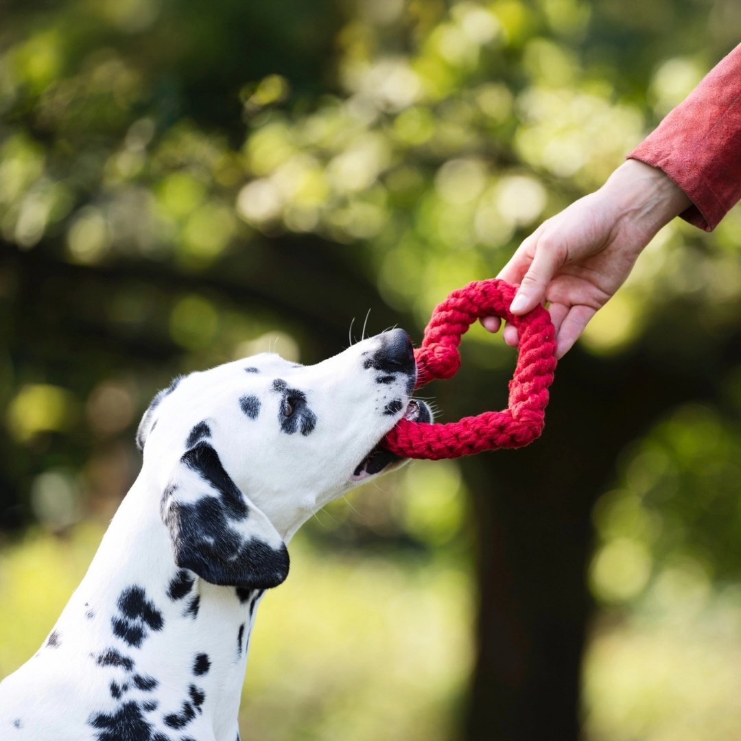 jouet chien en forme de cœur en corde nouée avec un Dalmatien