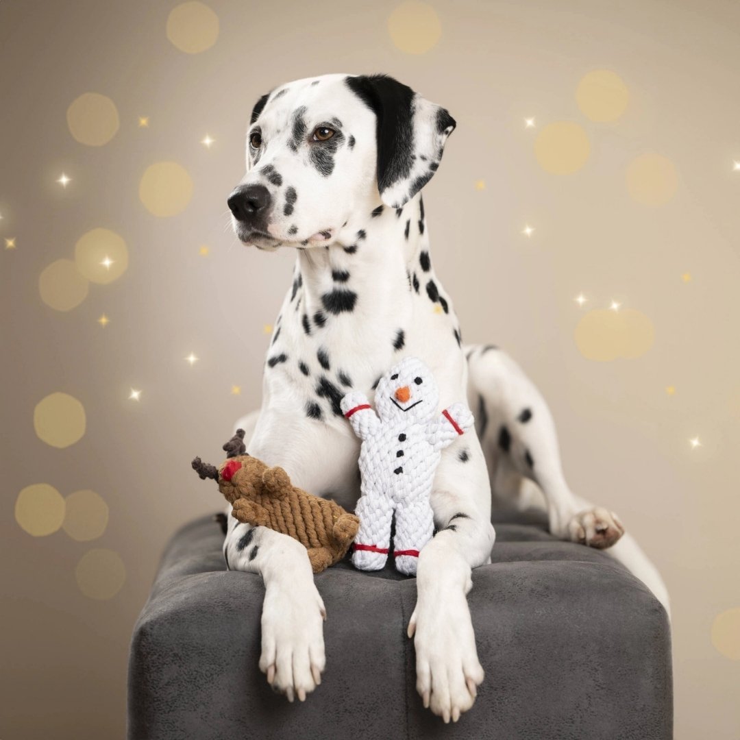 Dalmatien avec jouet de Noël pour chien en corde Laboni, renne et bonhomme de neige