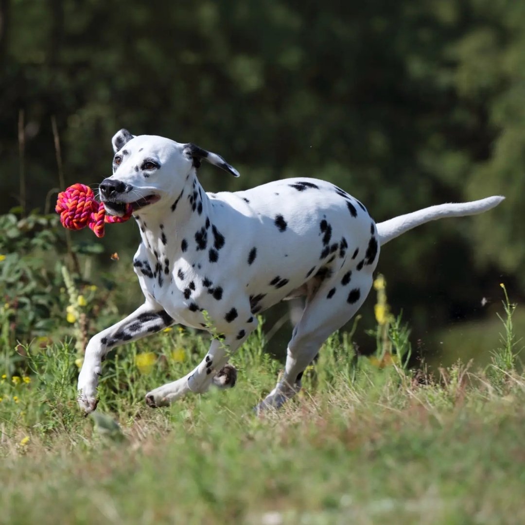 Jouet pour chien en corde Laboni Slingball rose rouge orange - version Maxi