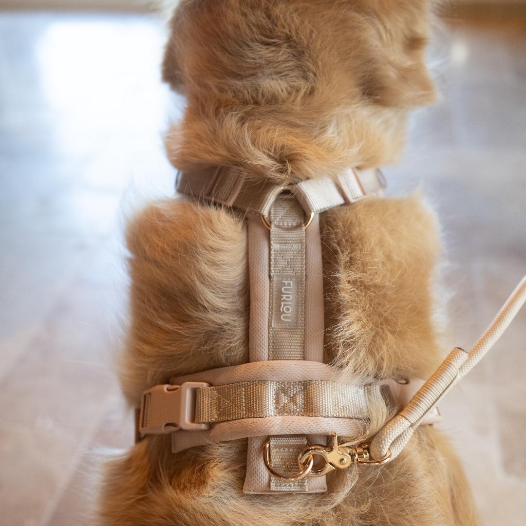 Gros plan sur un chien portant un harnais confort beige et une laisse en corde assortie de la marque Furlou