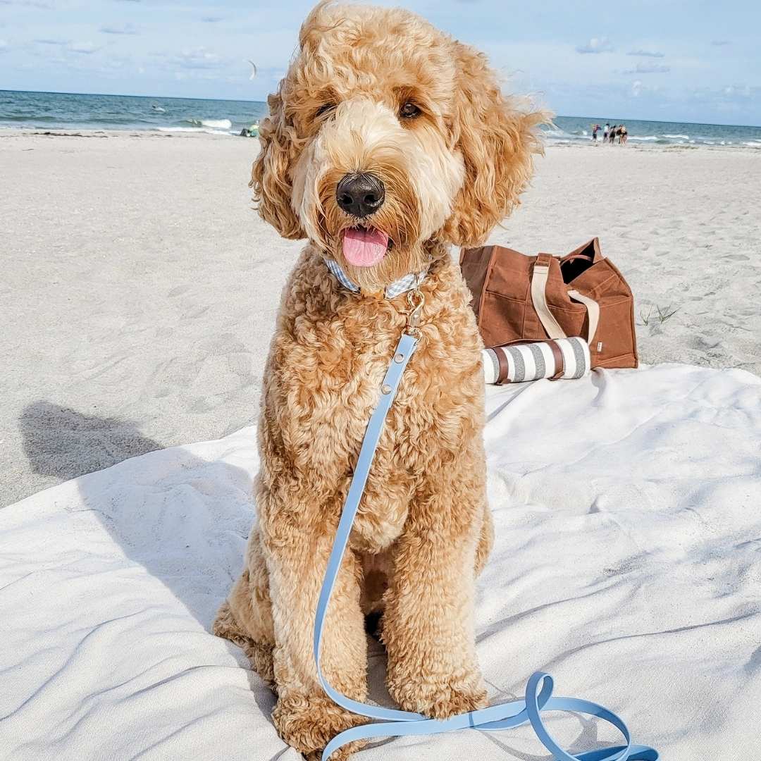 Laisse chien waterproof bleu Sunny Tails sur un chien à la plage