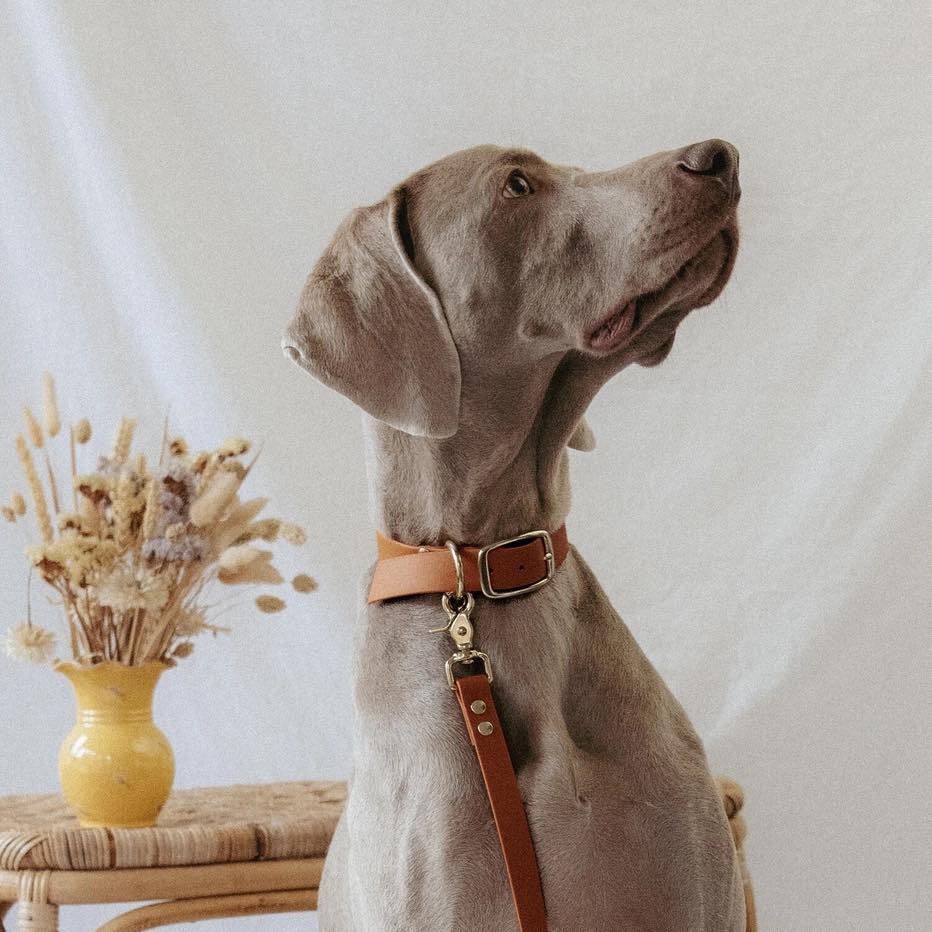 laisse mains libres pour chien et collier assorti camel