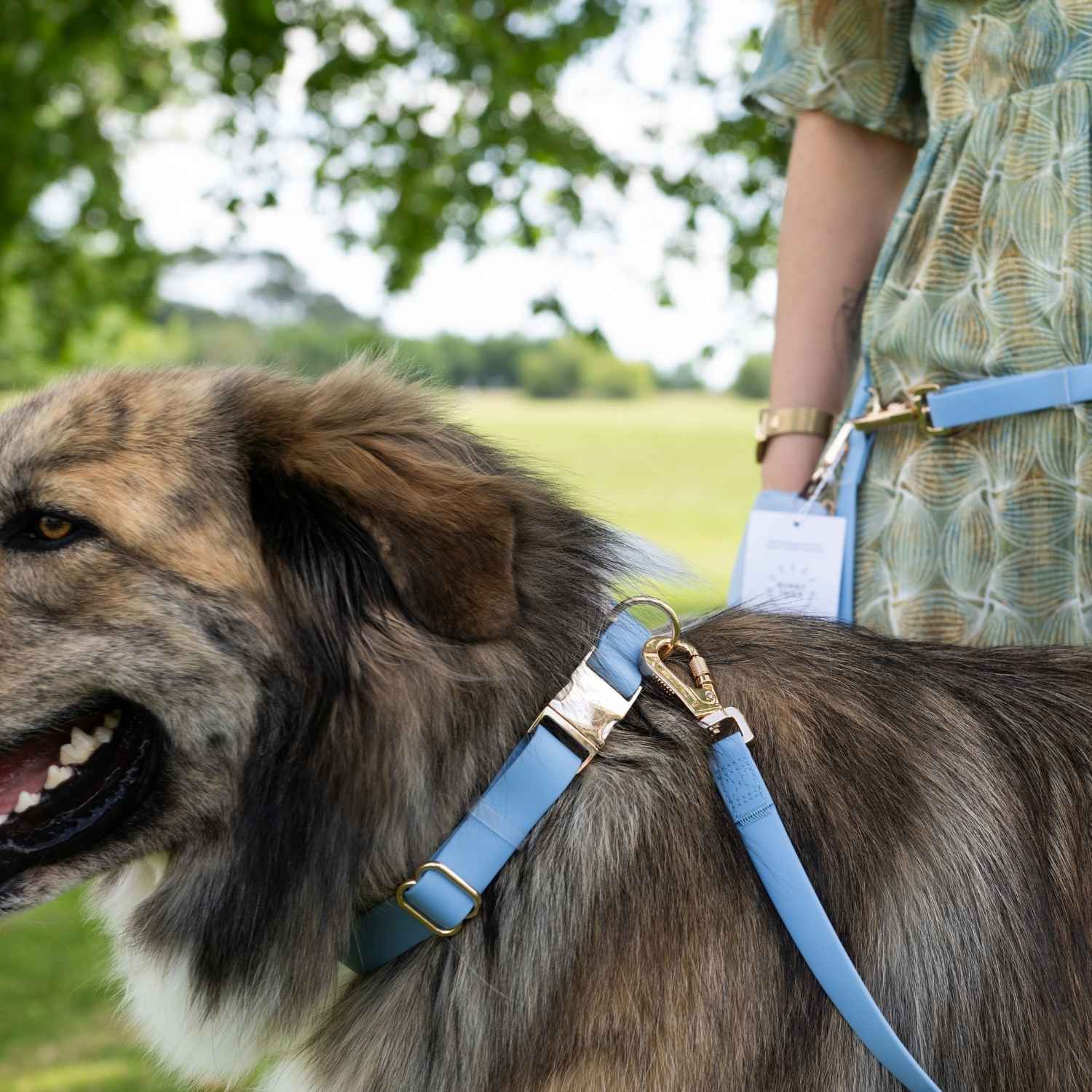 laisse pour chien main libre bleu avec collier assorti